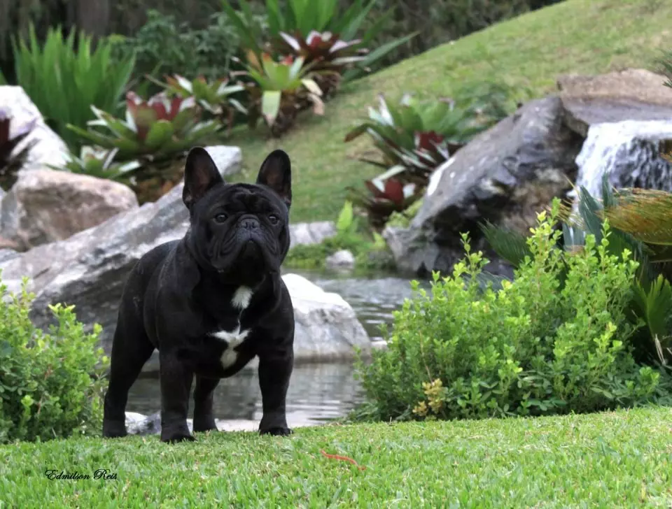 Buldogue Francês Canil Slaviero Bull