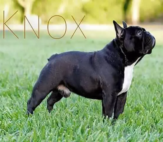 Knox V Slaviero Bull